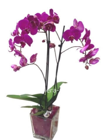 Pianta di Phalenopsis, diversi colori a richiesta.